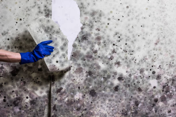 Best Mold Removal and Inspection  in Goodlettsville, TN
